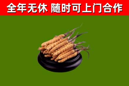 庆元回收冬虫夏草