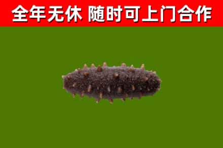 庆元回收海参干